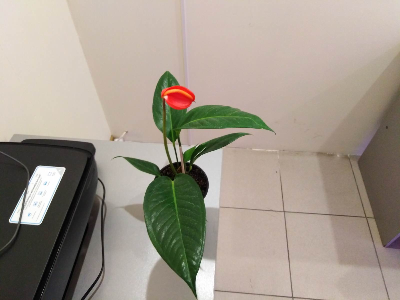 Вертикальное озеленение пространства. Фитомодули. Фитокартины. Фитоосвещение.