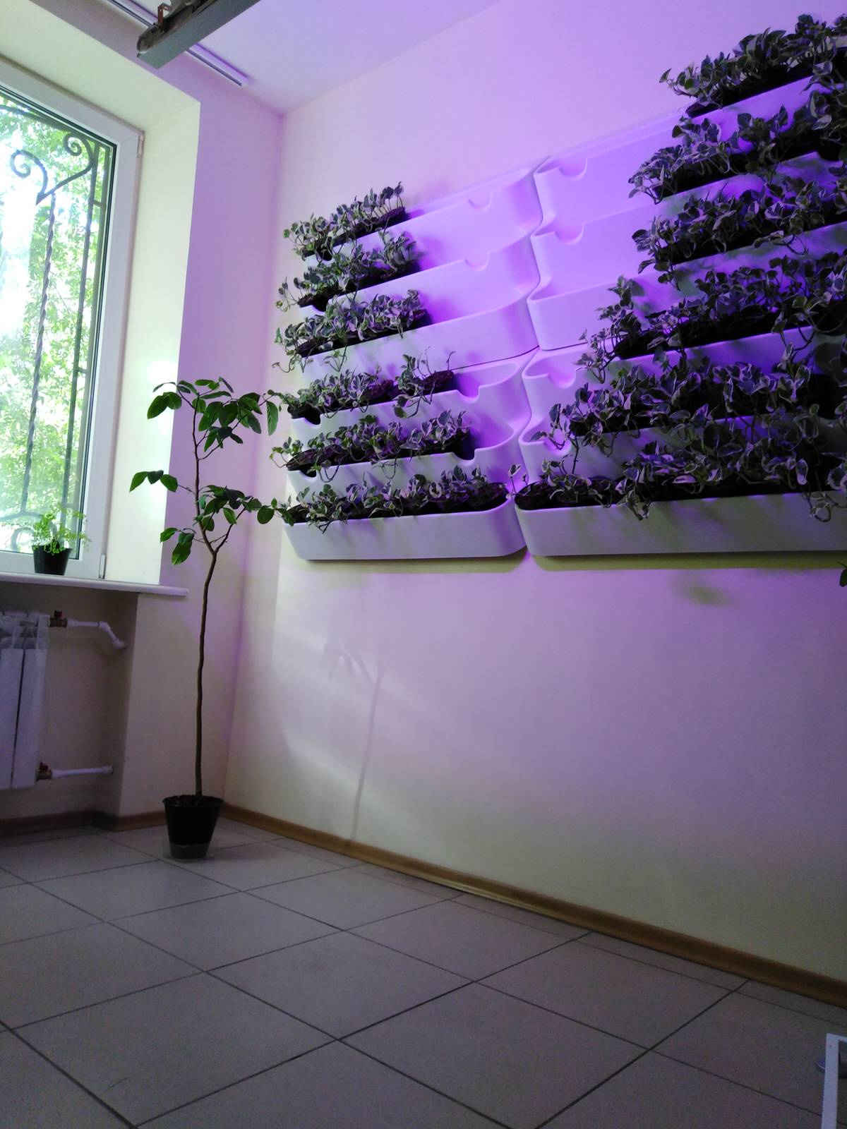 Вертикальное озеленение пространства. Фитомодули. Фитокартины. Фитоосвещение.