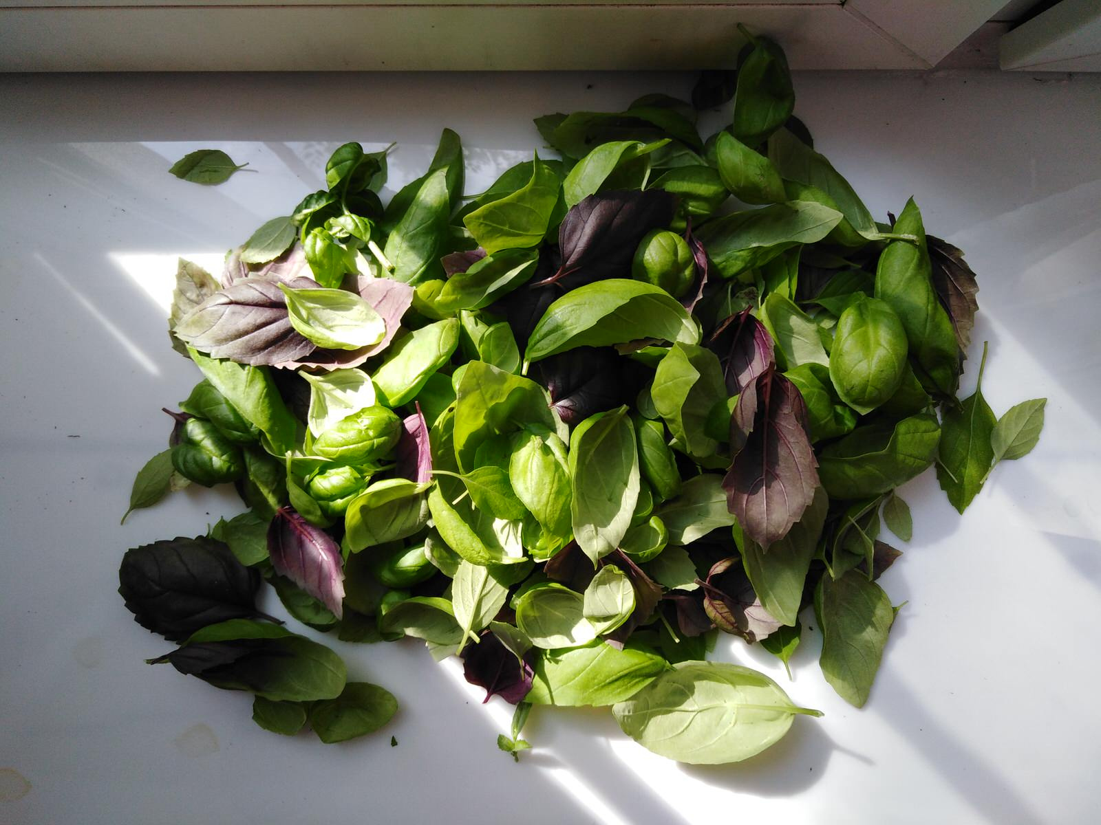 Вертикальное озеленение пространства. Фитомодули. Фитокартины. Фитоосвещение.