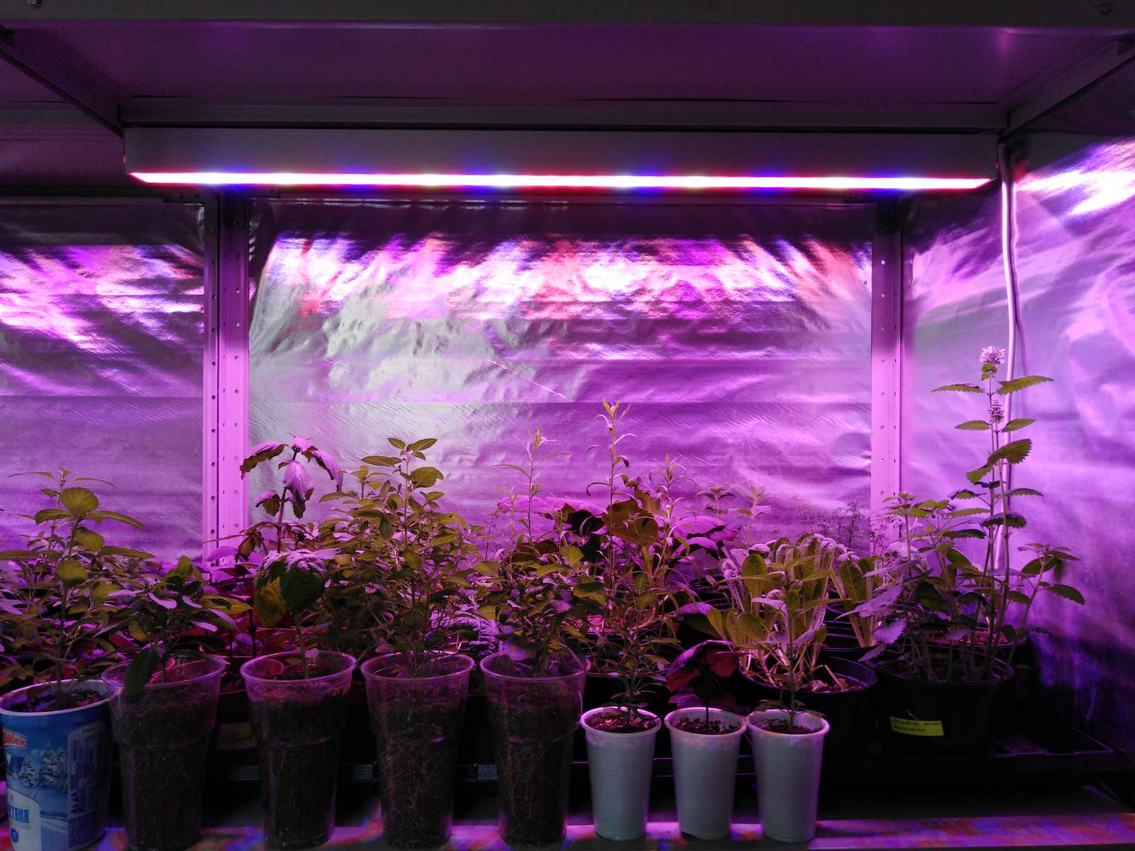 Вертикальное озеленение пространства. Фитомодули. Фитокартины. Фитоосвещение.