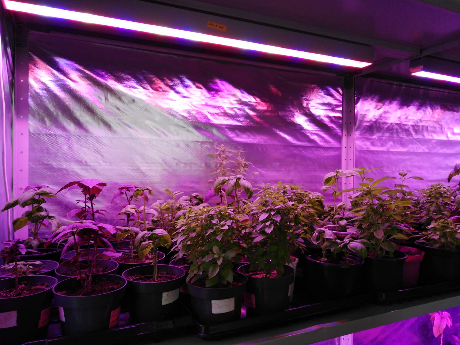 Вертикальное озеленение пространства. Фитомодули. Фитокартины. Фитоосвещение.