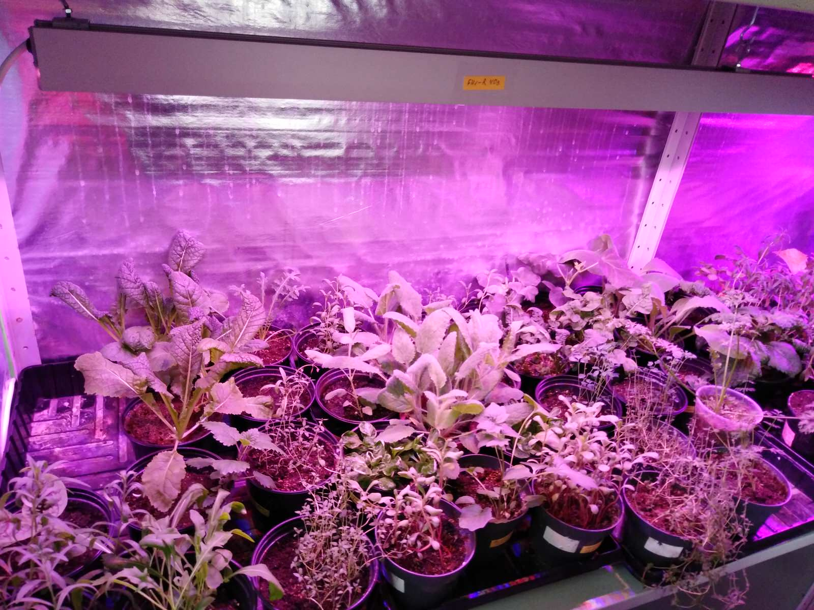 Вертикальное озеленение пространства. Фитомодули. Фитокартины. Фитоосвещение.