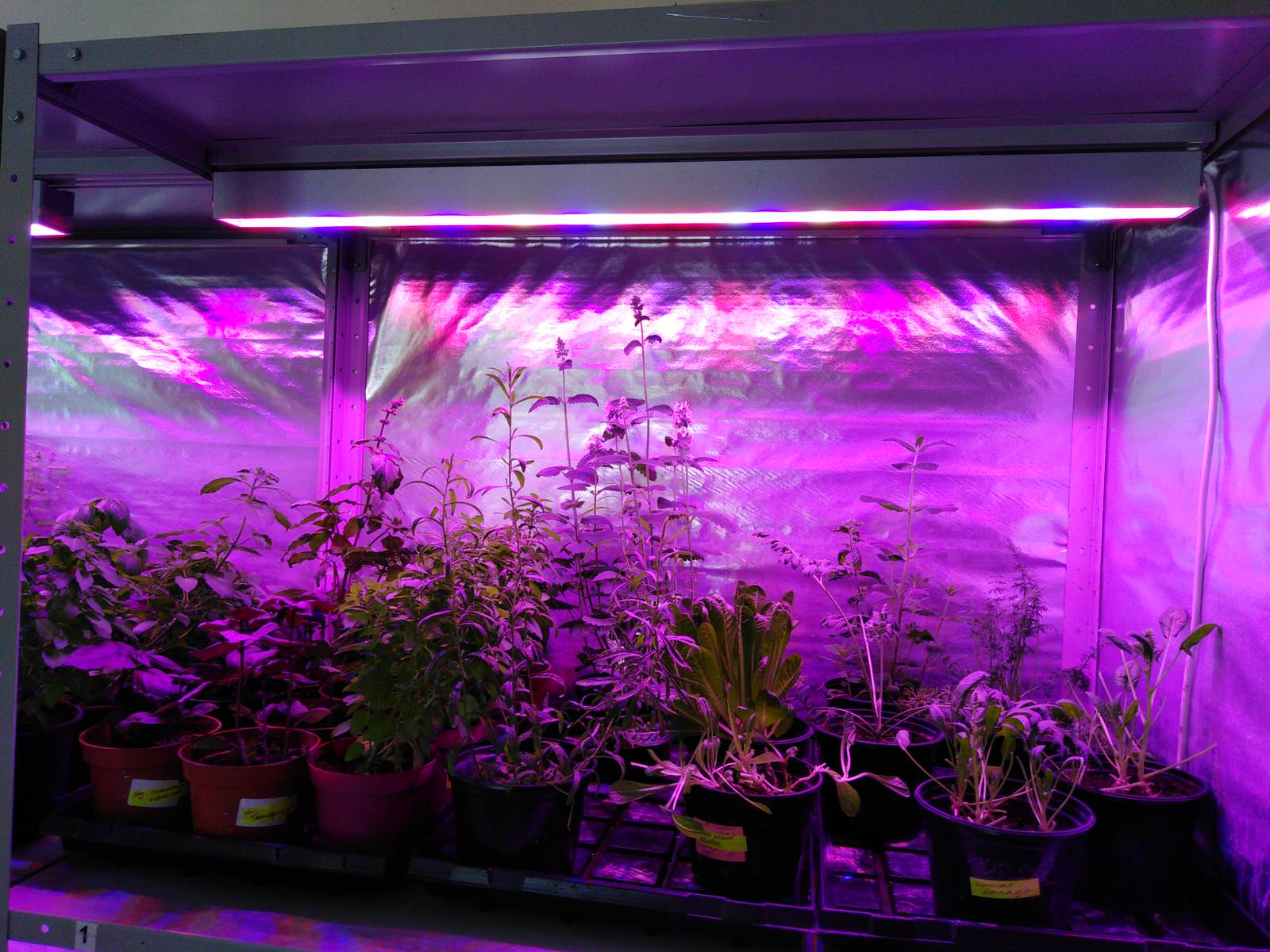 Вертикальное озеленение пространства. Фитомодули. Фитокартины. Фитоосвещение.