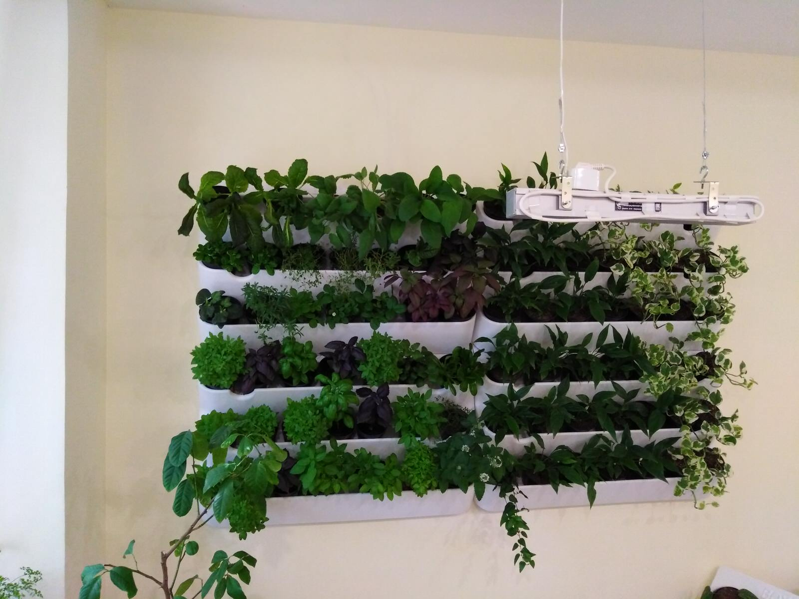 Вертикальное озеленение пространства. Фитомодули. Фитокартины. Фитоосвещение.