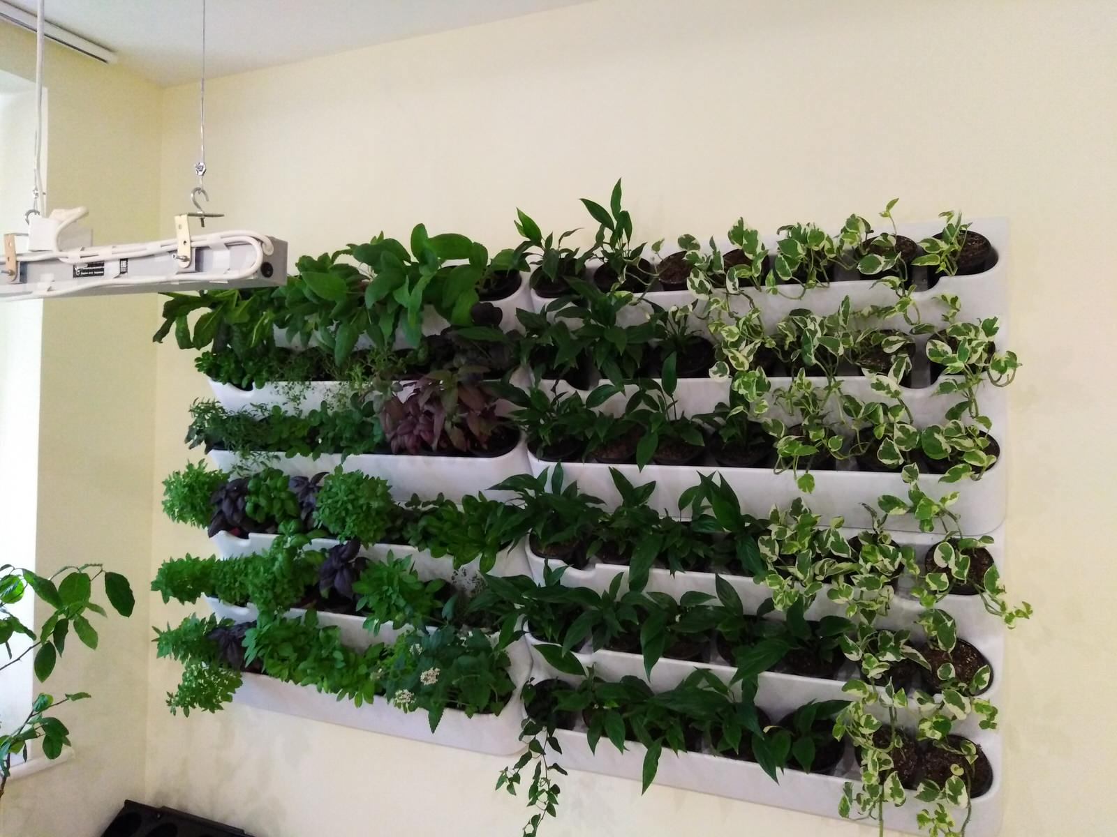 Вертикальное озеленение пространства. Фитомодули. Фитокартины. Фитоосвещение.