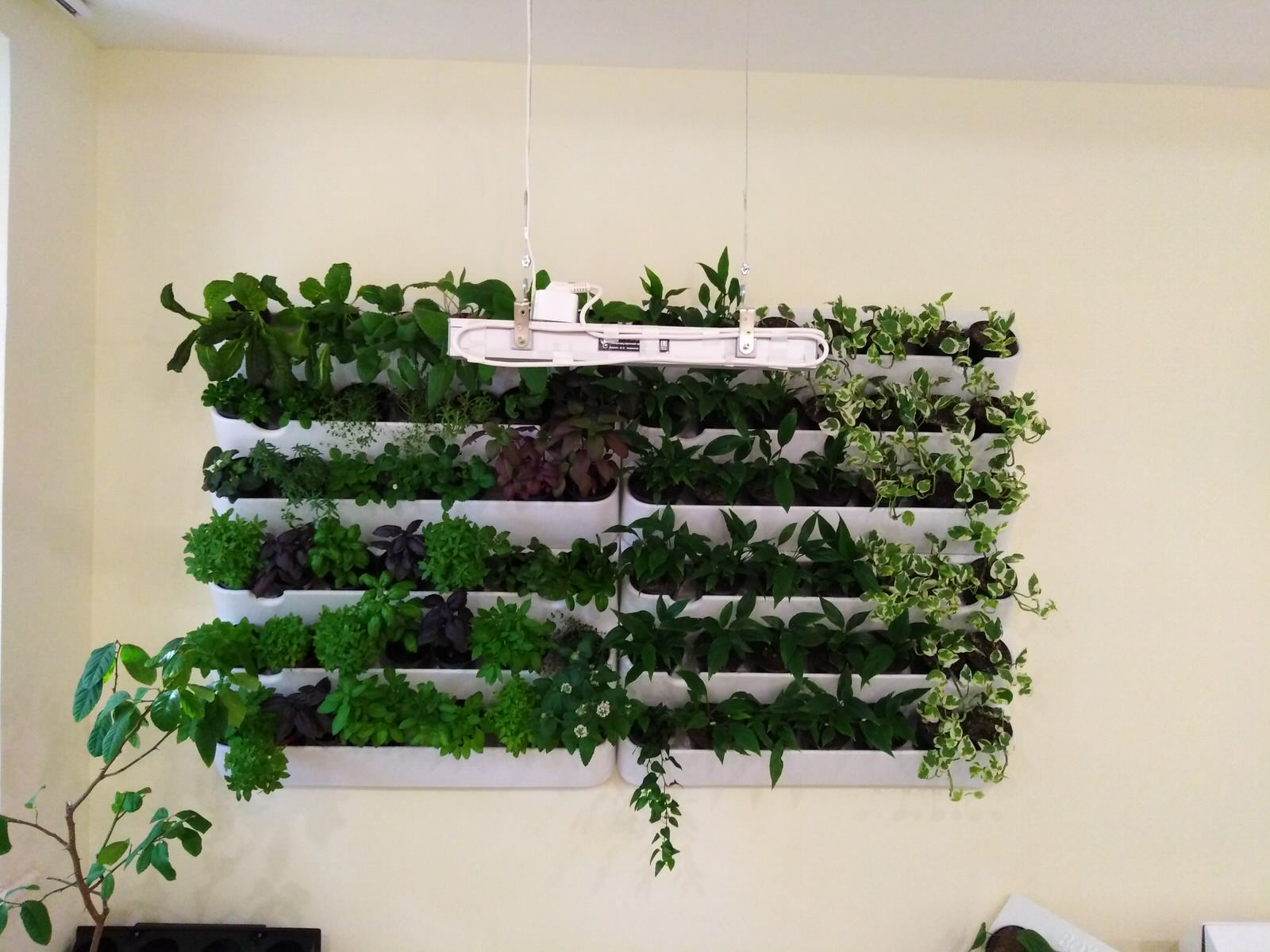 Вертикальное озеленение пространства. Фитомодули. Фитокартины. Фитоосвещение.