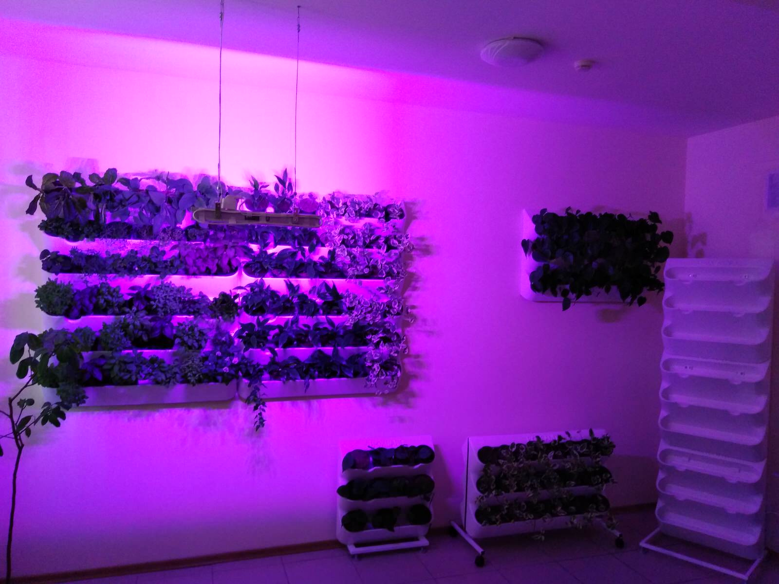 Вертикальное озеленение пространства. Фитомодули. Фитокартины. Фитоосвещение.