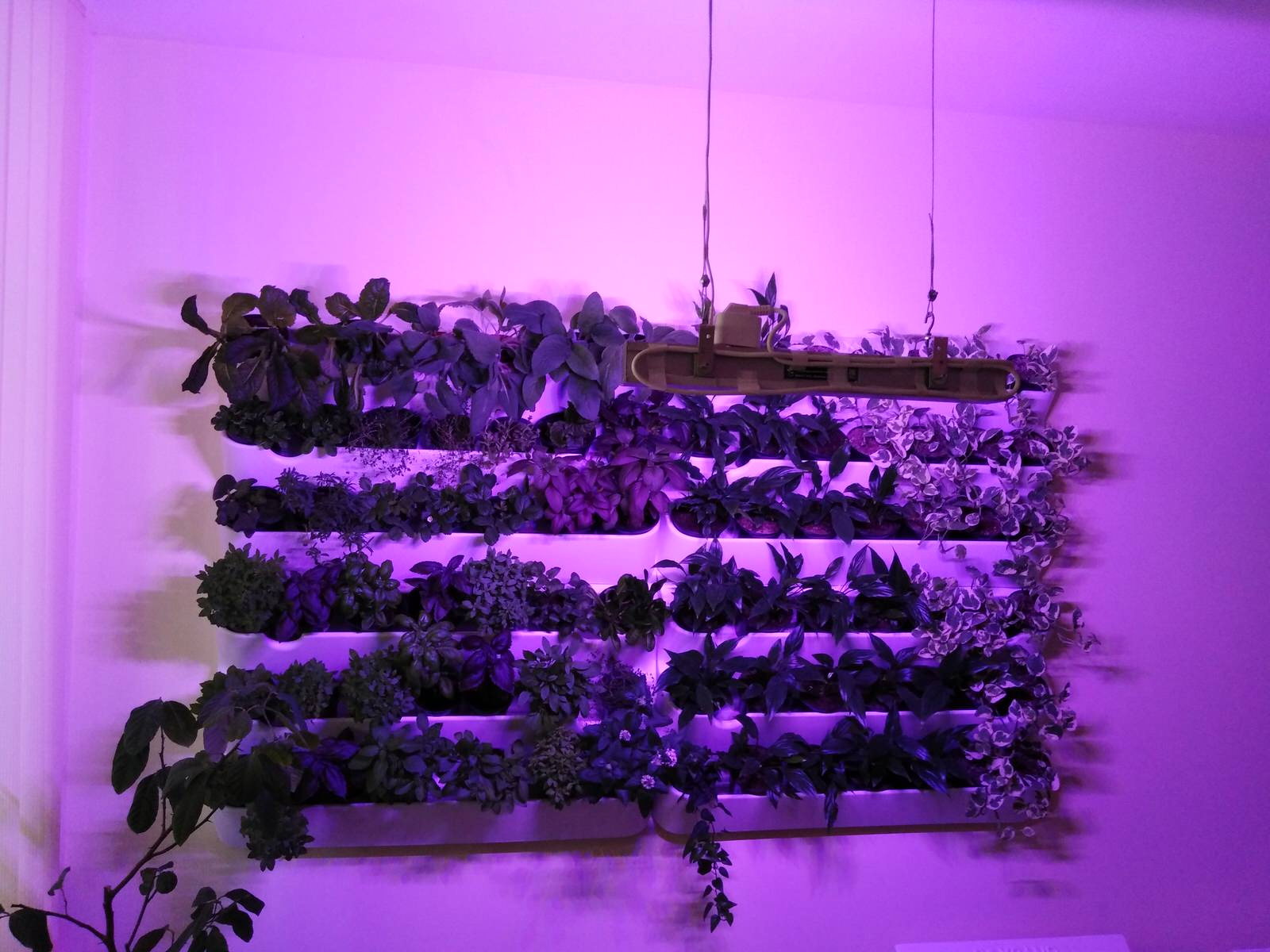 Вертикальное озеленение пространства. Фитомодули. Фитокартины. Фитоосвещение.