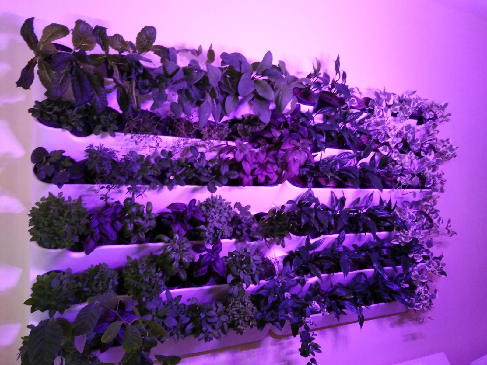 Вертикальное озеленение пространства. Фитомодули. Фитокартины. Фитоосвещение.