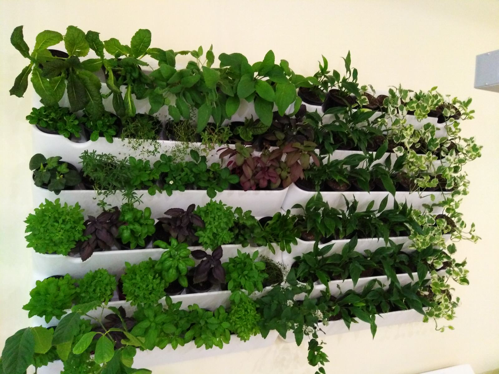 Вертикальное озеленение пространства. Фитомодули. Фитокартины. Фитоосвещение.