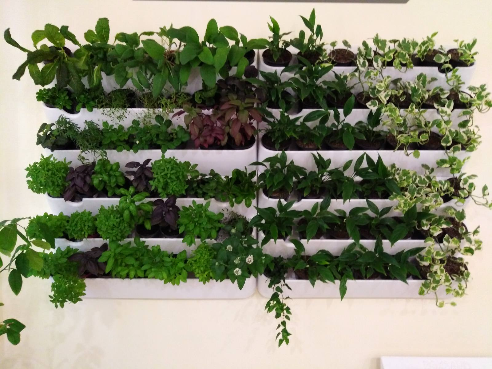 Вертикальное озеленение пространства. Фитомодули. Фитокартины. Фитоосвещение.