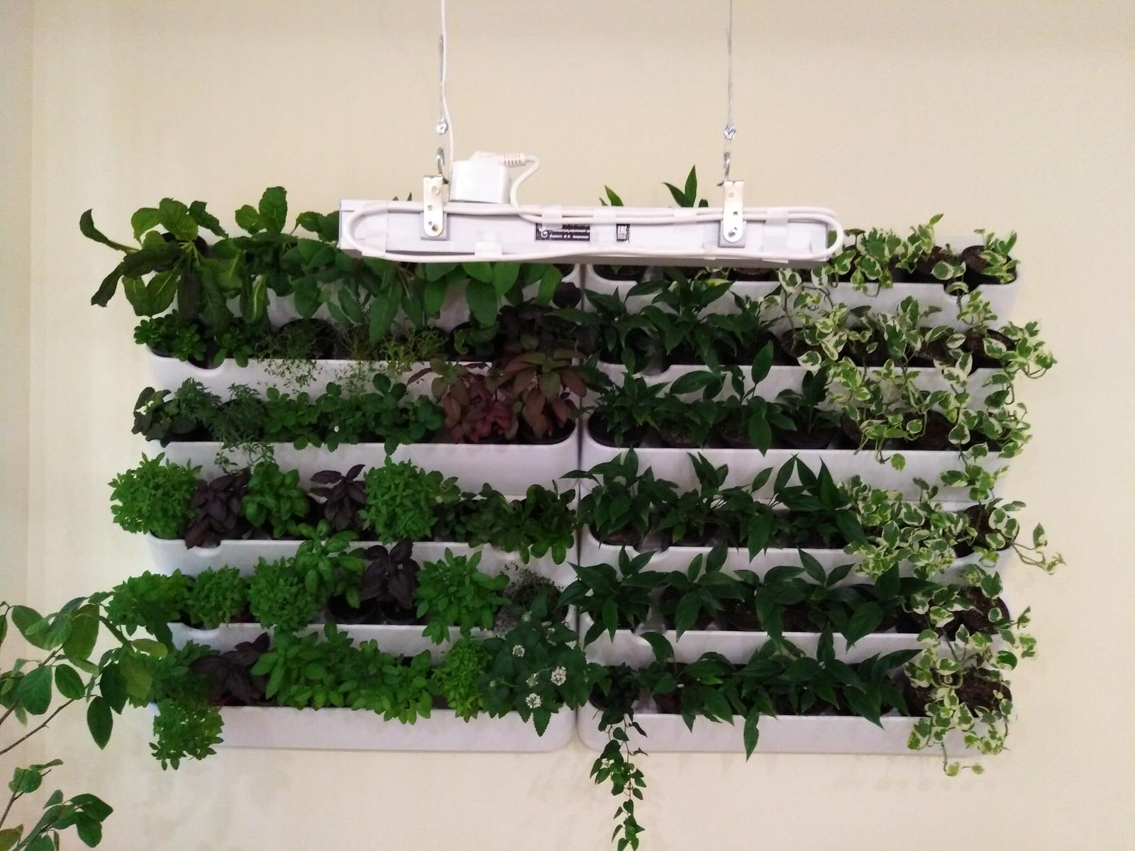 Вертикальное озеленение пространства. Фитомодули. Фитокартины. Фитоосвещение.