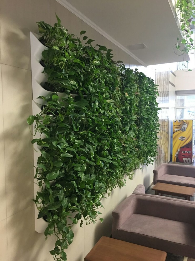 Вертикальное озеленение пространства. Фитомодули. Фитокартины. Фитоосвещение.