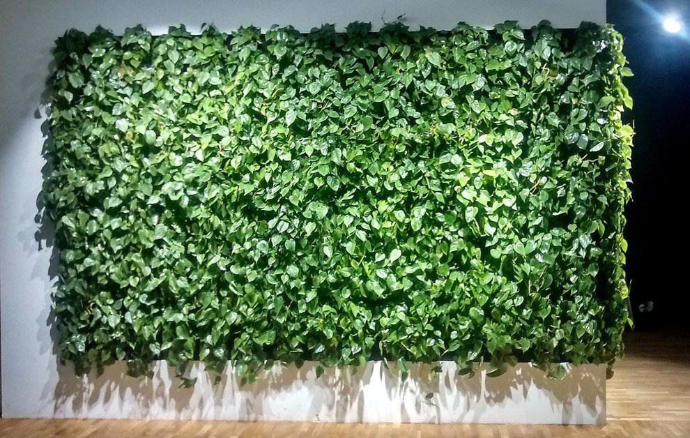 Вертикальное озеленение пространства. Фитомодули. Фитокартины. Фитоосвещение.