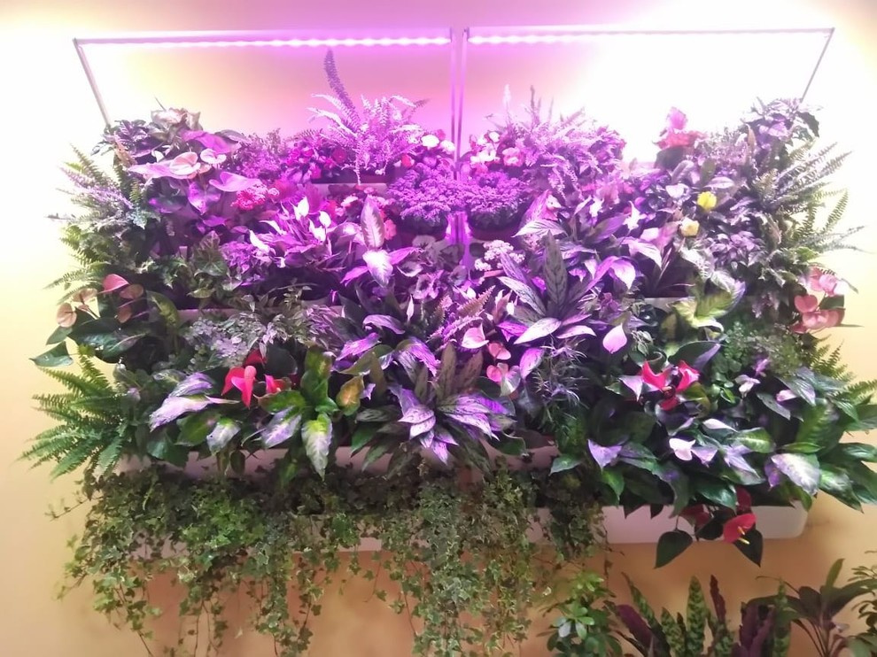 Вертикальное озеленение пространства. Фитомодули. Фитокартины. Фитоосвещение.