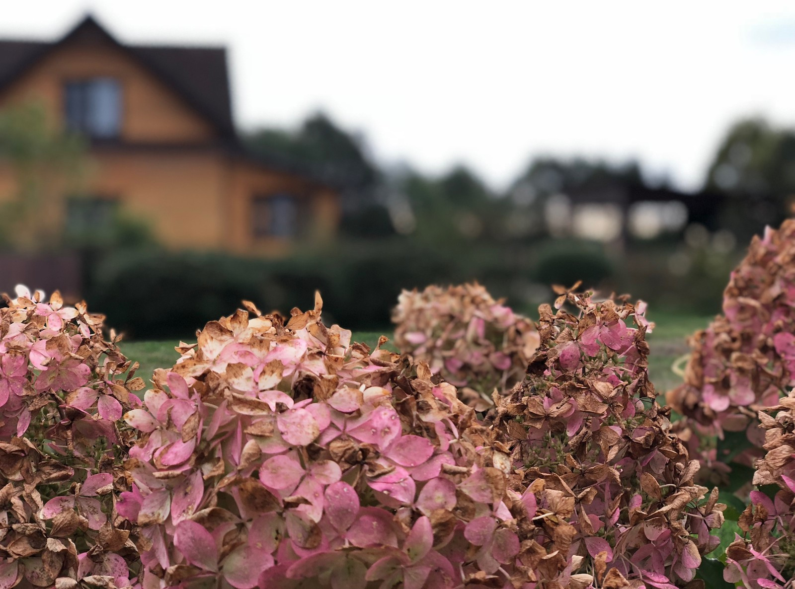 Сад "Каликат"