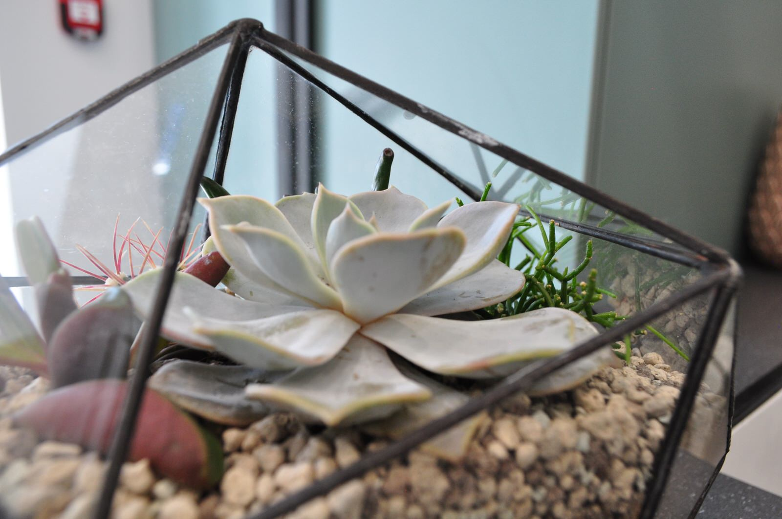 Флорариумы