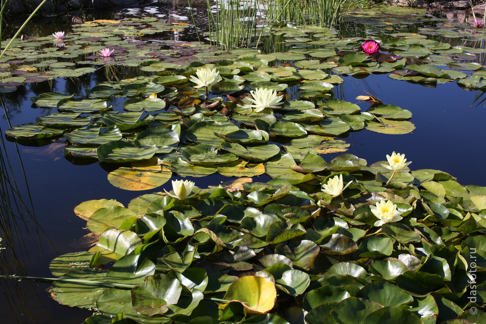 "реконструкция водоема"