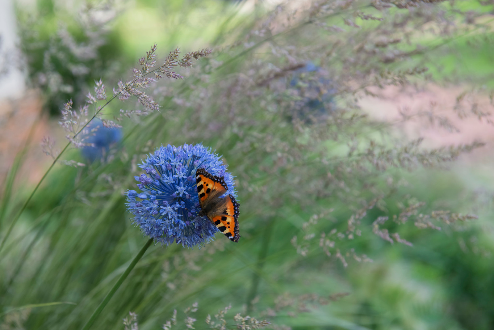 Цветник в  природном стиле  (" New Perennials"  или "Новая волна")