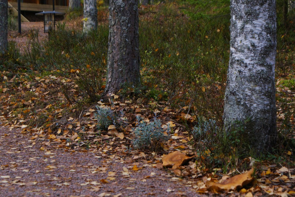 Северное поместье