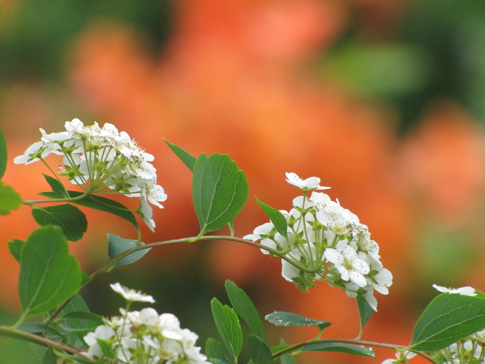 Проект "Преображение". Авторский сад.