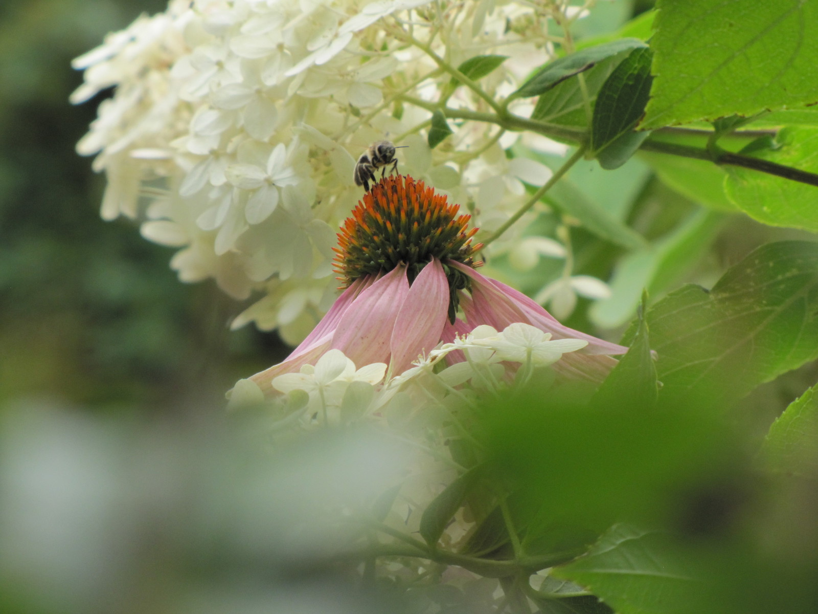 Проект "Преображение". Авторский сад