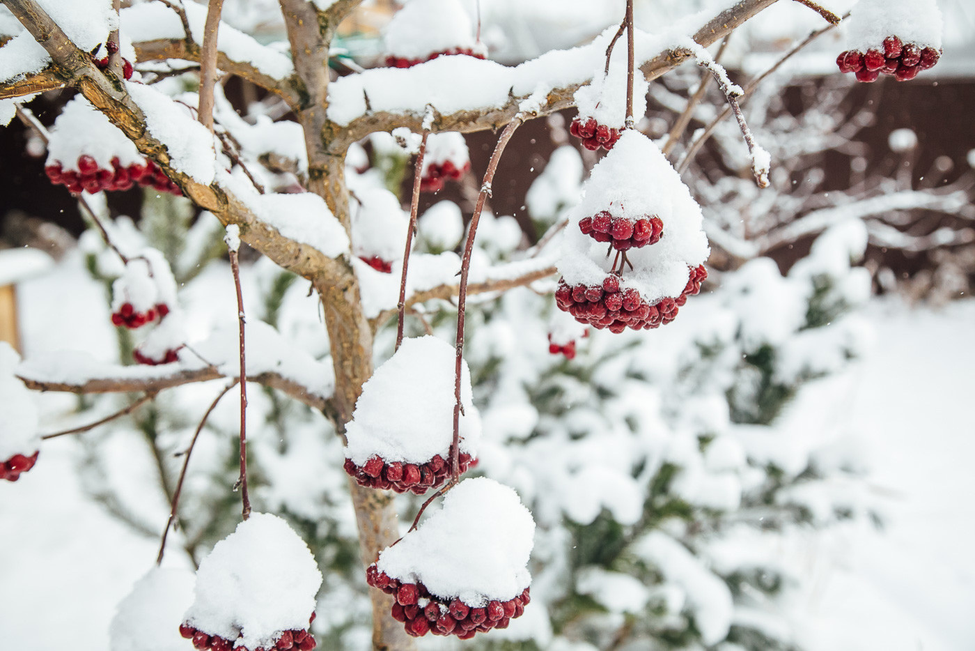 Зимний сад. Ощущение праздника!
