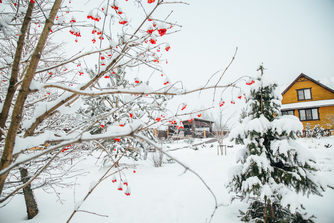 Зимний сад. Ощущение праздника!