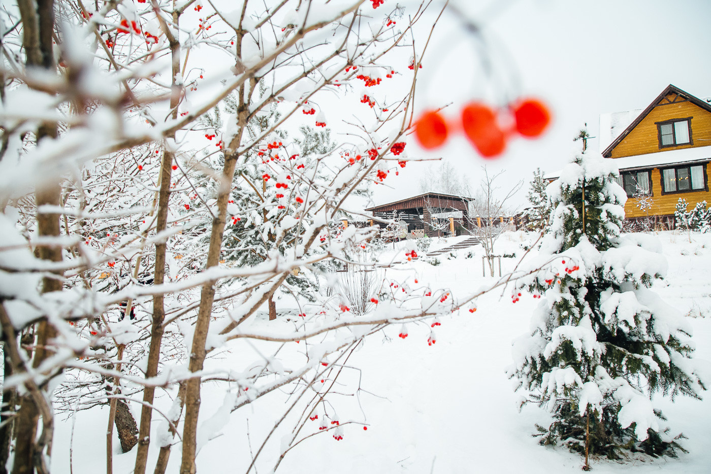 Зимний сад. Ощущение праздника!