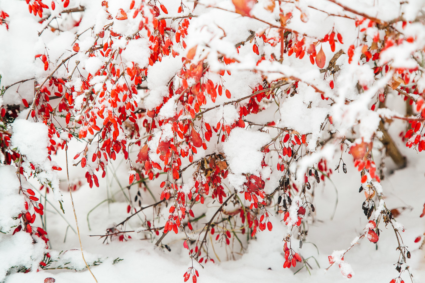 Зимний сад. Ощущение праздника!