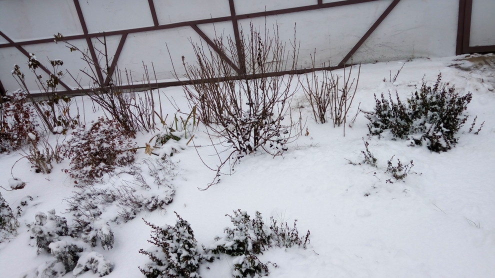 Строительство дома у пруда с лебедями