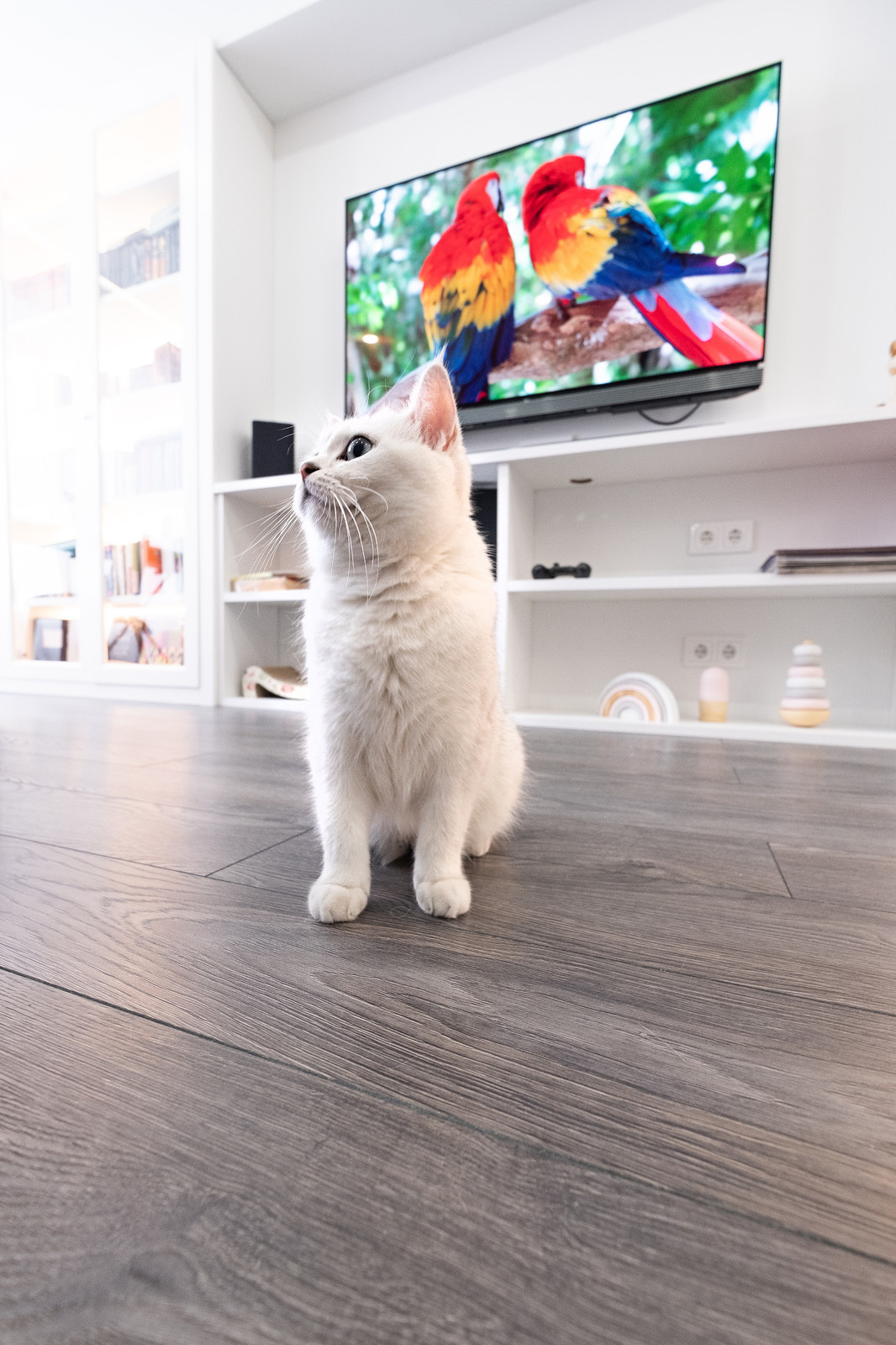 Трешка для семьи и двух кошек