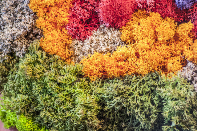 Фитокартины из мха