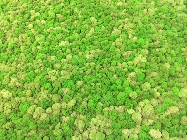 Стабилизированный мох