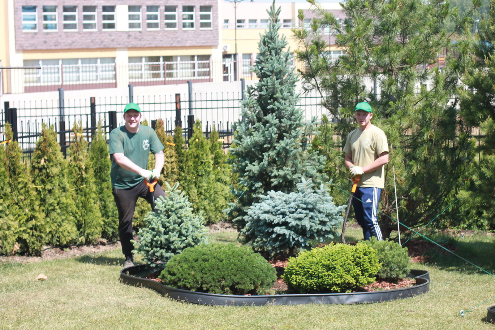 Хвойный сад в Новых Вешках.