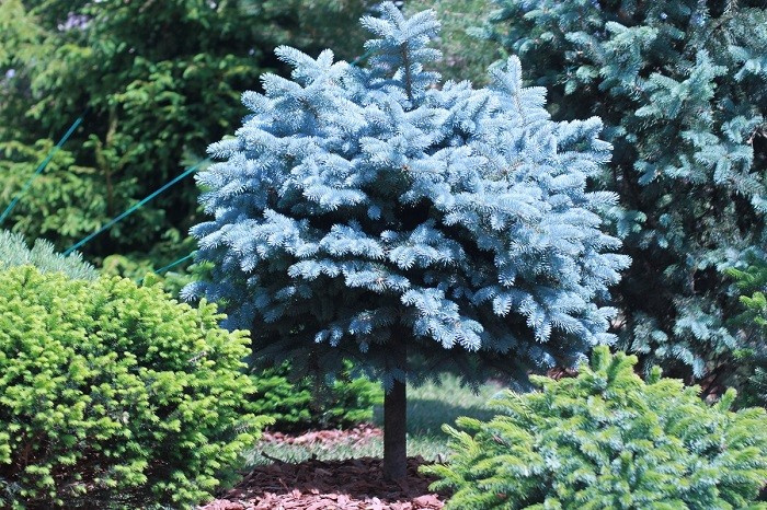 Хвойный сад в Новых Вешках.