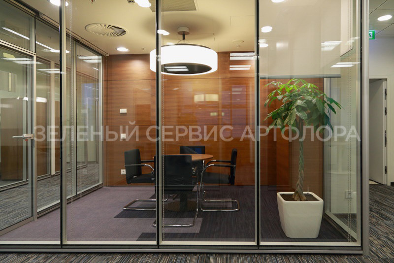 Озеленение офиса BVCP