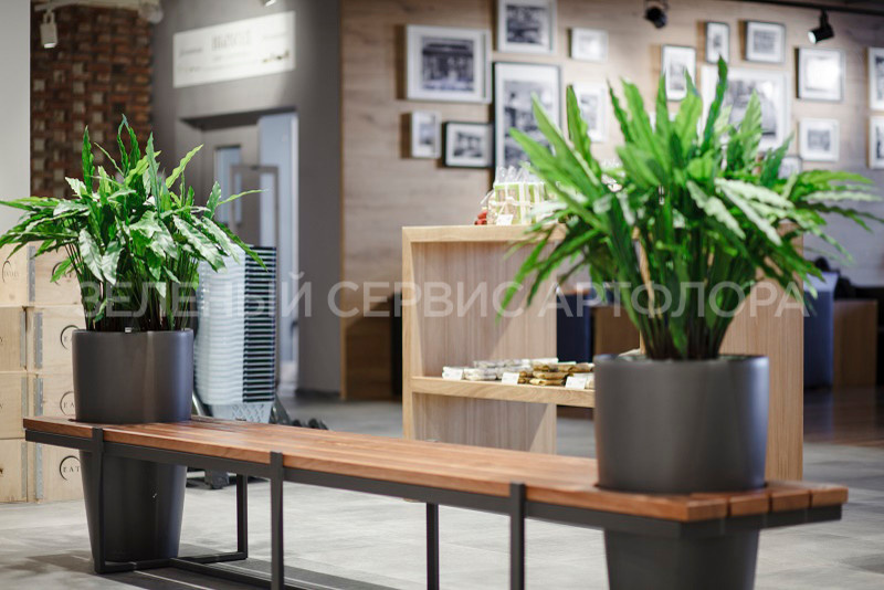 Озеленение ресторанов Eataly
