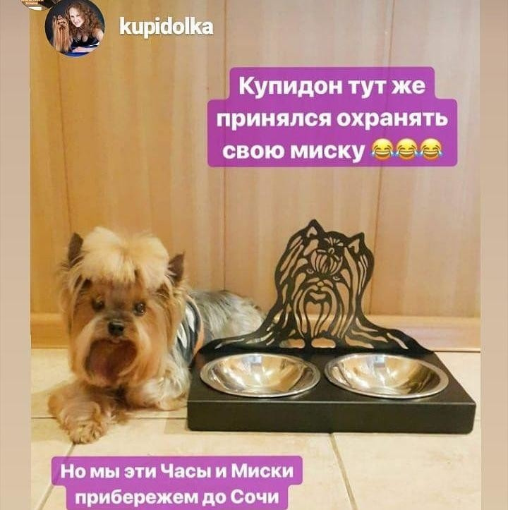 Дизайнерские миски