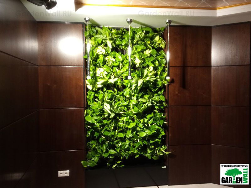 Вертикальное озеленение живыми растениями в кабинете