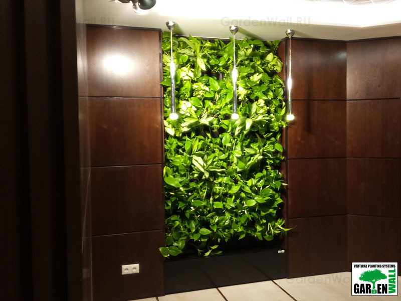 Вертикальное озеленение живыми растениями в кабинете