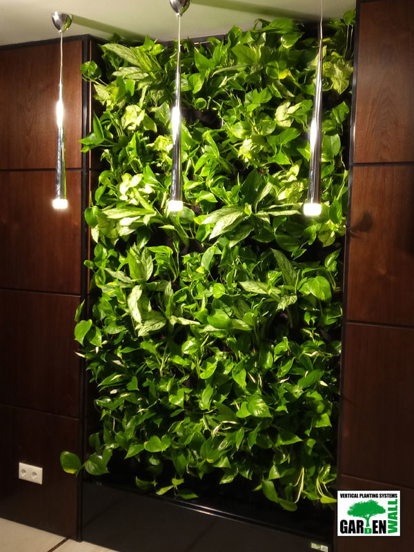 Вертикальное озеленение живыми растениями в кабинете