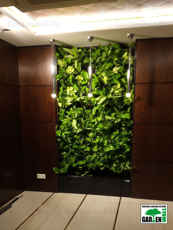 Вертикальное озеленение живыми растениями в кабинете