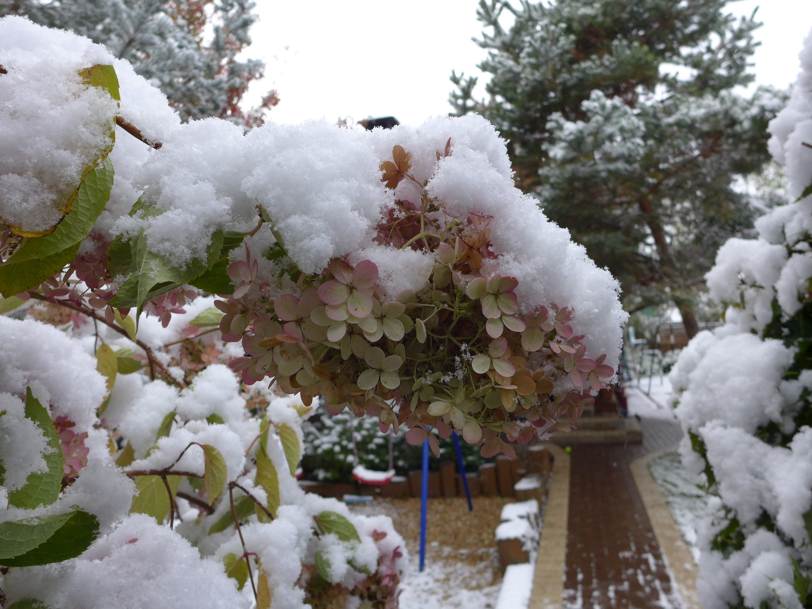 Буйство красочных форм в осеннем саду