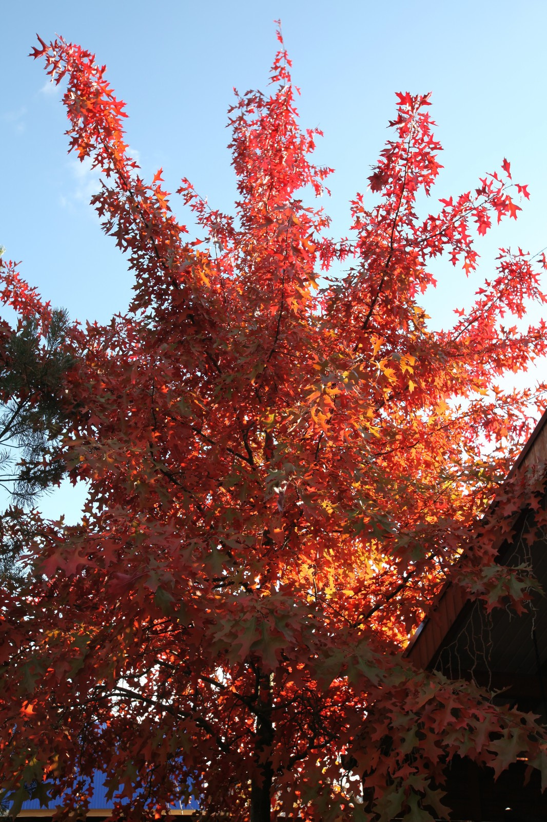 Буйство красочных форм в осеннем саду