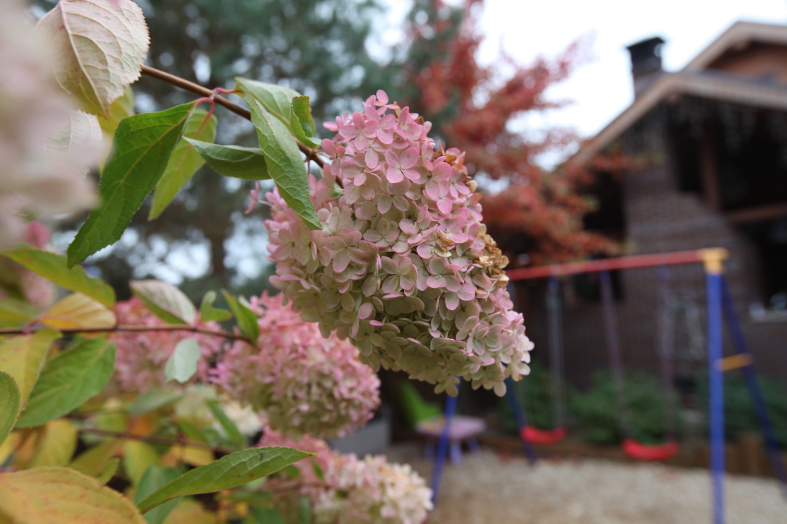 Буйство красочных форм в осеннем саду