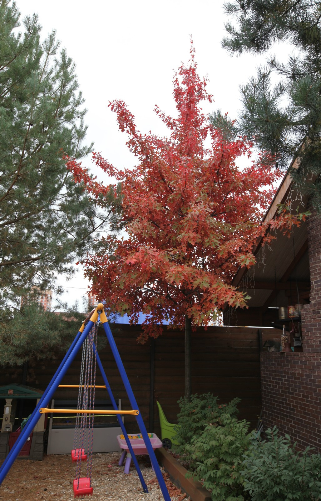 Буйство красочных форм в осеннем саду