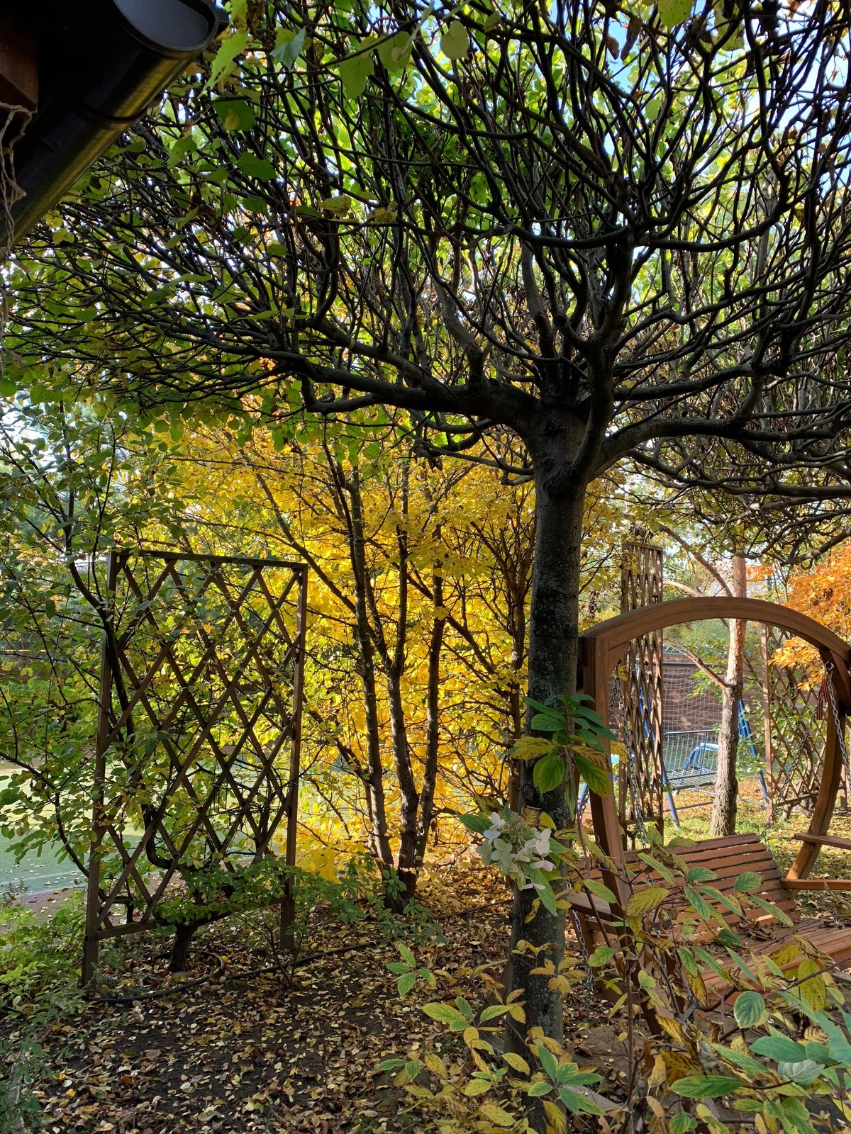 Буйство красочных форм в осеннем саду