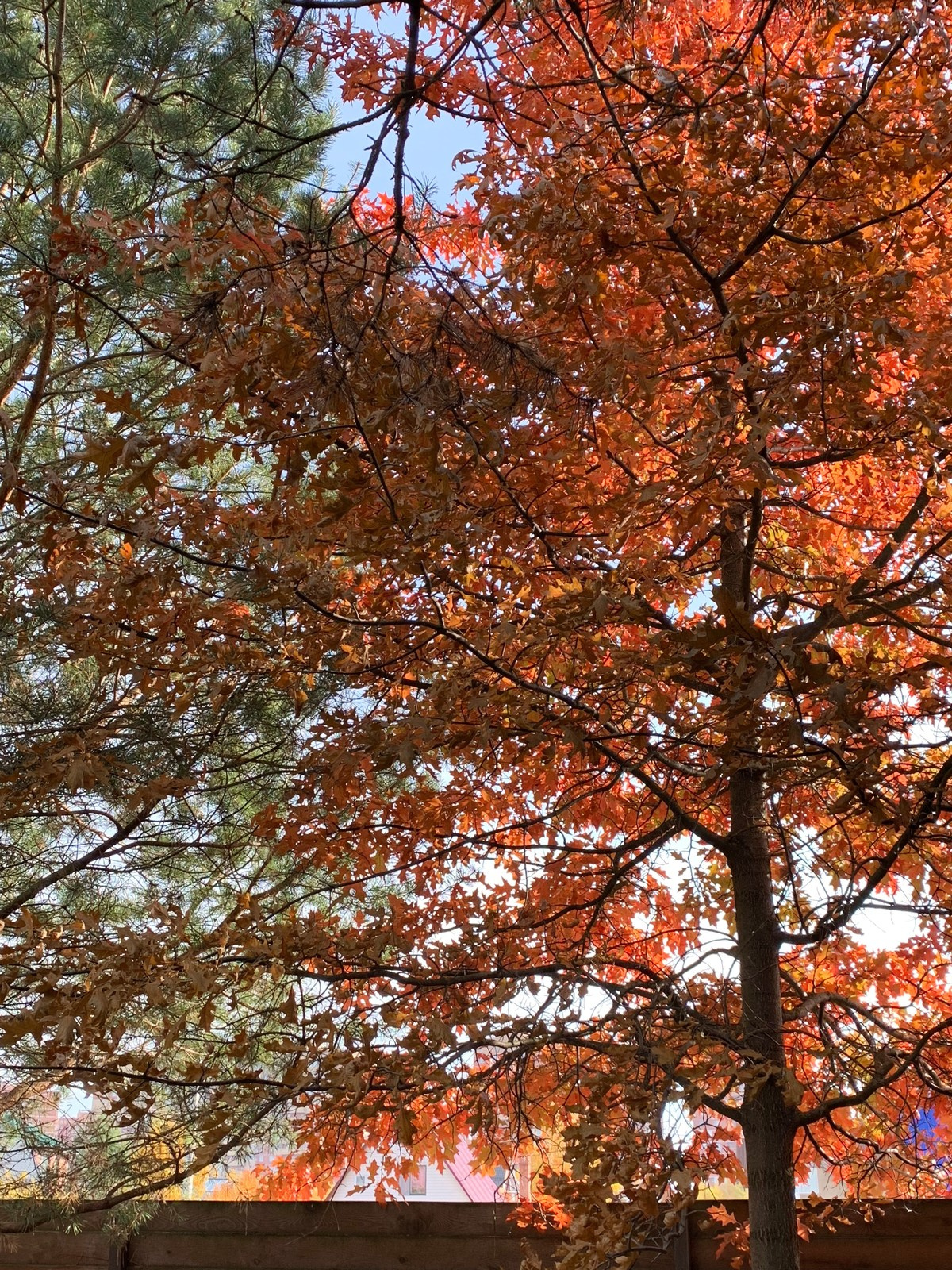 Буйство красочных форм в осеннем саду