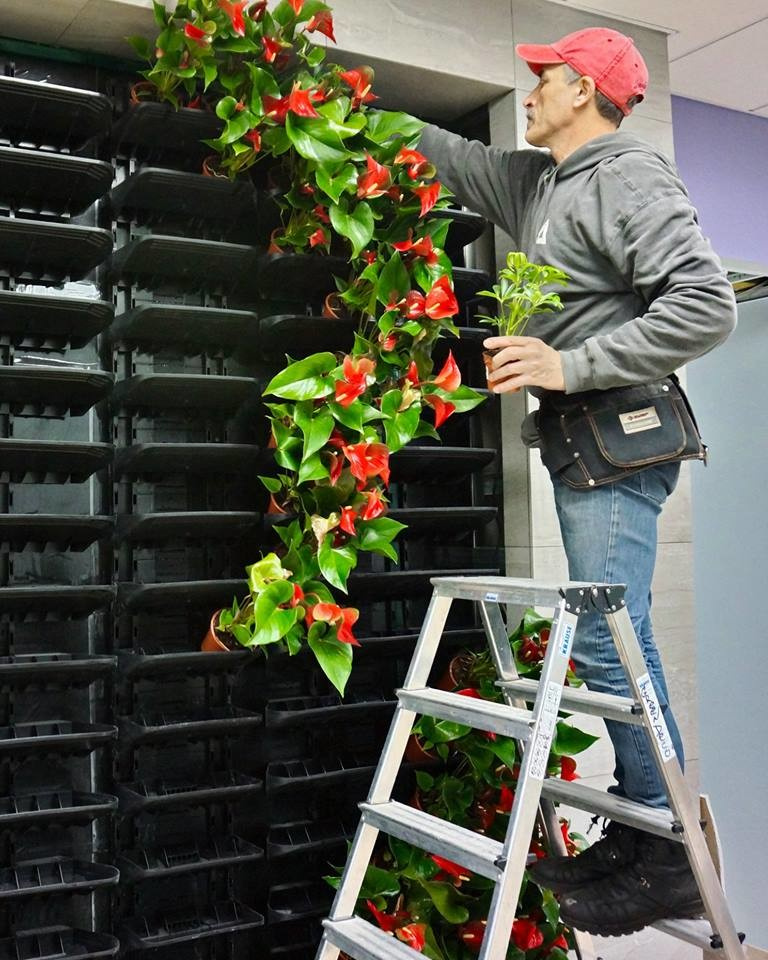 Фитостены Green Sky